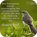 Peace Of Mind Quotes APK