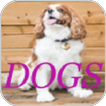 Dogs Photo Editor