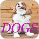 Dogs Photo Editor APK