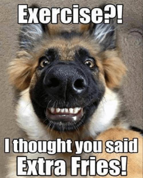 Funny Animal Memes APK for Android Download Funny Animal Memes APK for Android Download