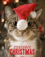 Funny Christmas Quotes screenshot 1
