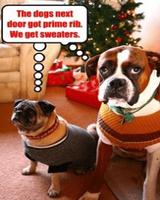 Funny Christmas Quotes screenshot 2