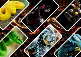 Snake Wallpaper скриншот 2