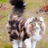 CAT ANGGORA WALLPAPER