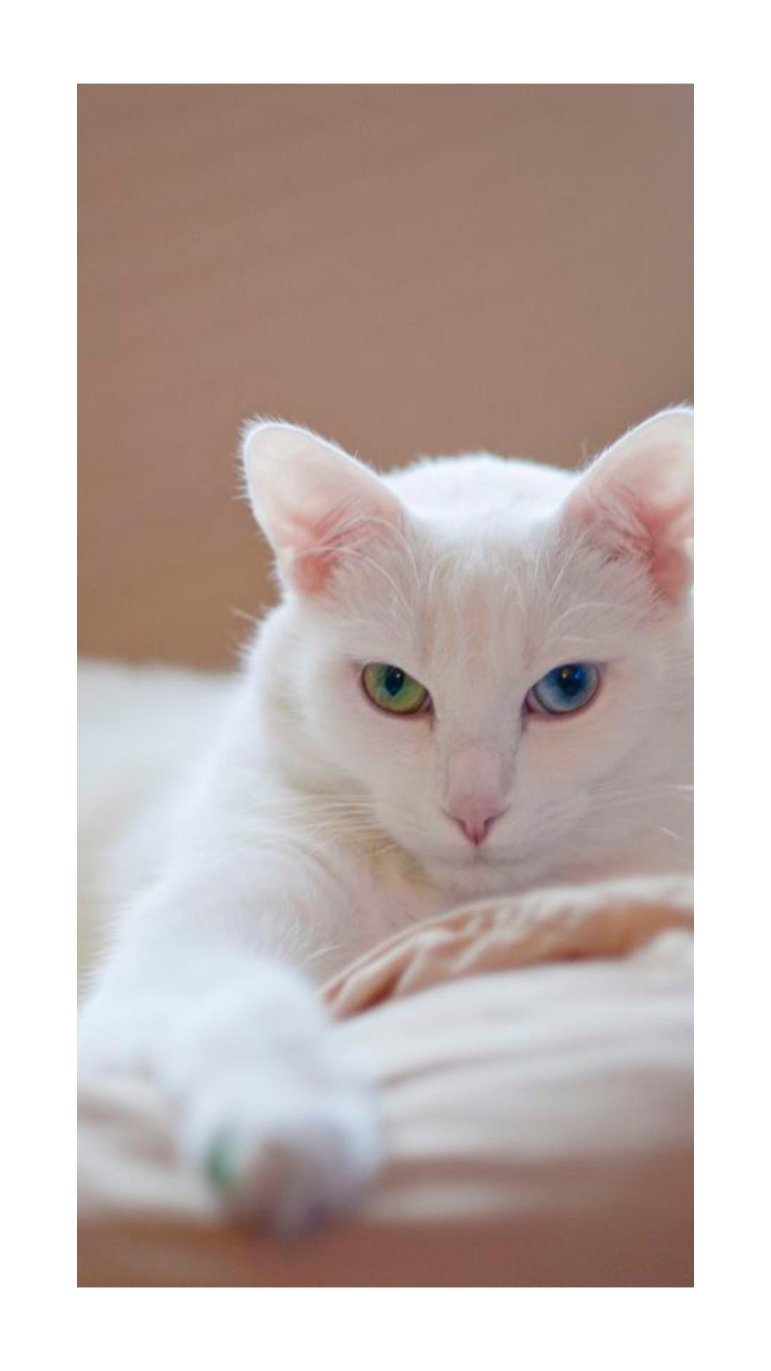 Белая киса. Рэгдолл альбинос. Турецкая ангора кошка. Турецкая ангора альбинос. Анатолийская кошка белая.