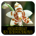 Orchids in Indonesia