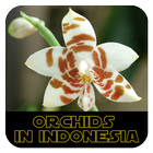Orchids in Indonesia biểu tượng