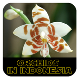 Orchids in Indonesia icon