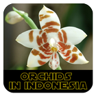 Orchids in Indonesia icono