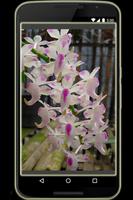 Orchids in Indonesia plakat