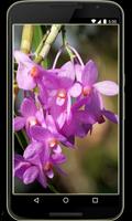 Orchids in Indonesia ảnh chụp màn hình 1