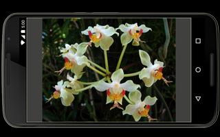 Orchids in Indonesia ảnh chụp màn hình 2