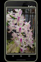 Orchids in Indonesia تصوير الشاشة 3