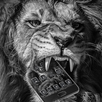 Angry Black Lion Theme APK
