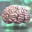 ”Brain Swap