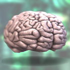 Brain Swap icône