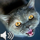 Suara binatang APK