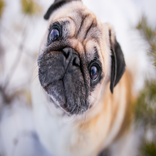 PUGKEY BEST PUG KEYBOARD