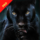 Panther Wallpapers आइकन