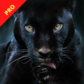 Panther Wallpapers icon