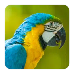 Bird Sounds APK download