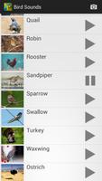 Bird Sounds screenshot 3