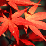 Autumn Live Wallpaper