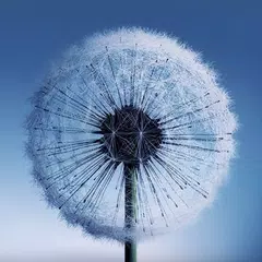 Dandelion Live Wallpaper