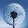 Dandelion icon