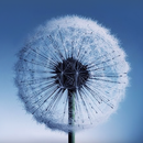 Dandelion Live Wallpaper APK