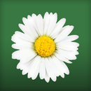 Daisy Flower Live Wallpaper APK