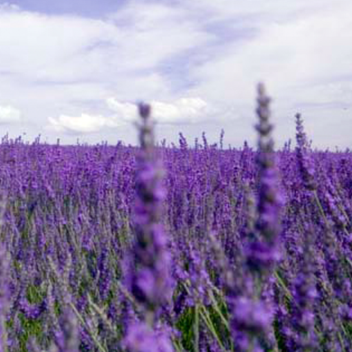 Lavanda Live Wallpaper