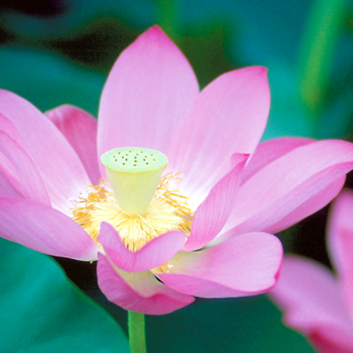 蓮花ライブ壁紙