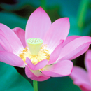 Lotus Live Wallpaper APK