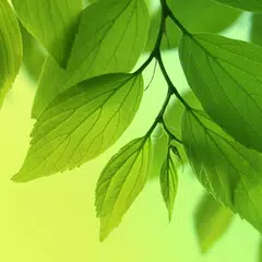 Leaf Live Wallpaper XAPK download