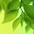 Leaf Live Wallpaper APK