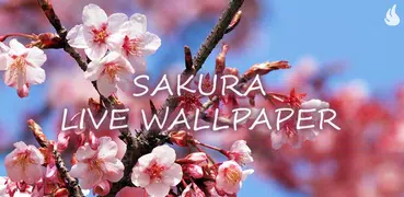 Sakura Live-Hintergrund