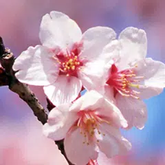 Sakura Live-Hintergrund APK Herunterladen