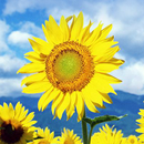 Sunflower Live Wallpaper APK