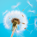 Wallpapers Dandelion APK