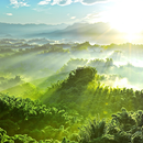 Wallpapers Forest APK