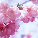 Wallpapers Sakura APK