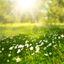 Wallpapers Spring APK
