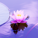 Wallpapers Zen APK