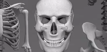 Sistema Osseo 3D (Anatomia)