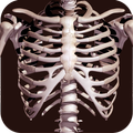 Osseous System in 3D (Anatomy)