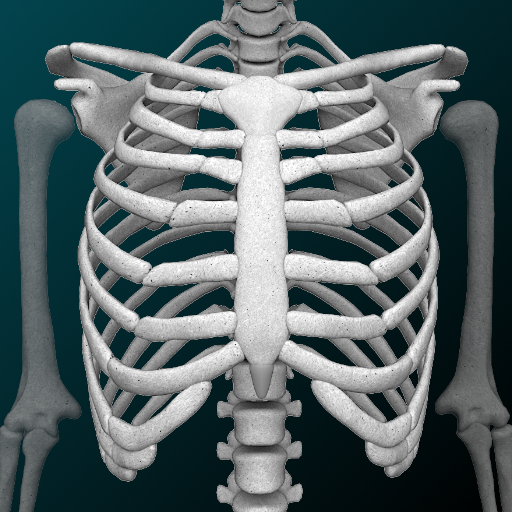 Sistema Oseo en 3D (anatomía)