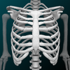 Sistema ósseo 3D (Anatomia) ícone