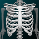 Osseous System in 3D (Anatomy) APK