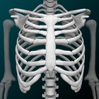 Système osseux 3D (anatomie) icône